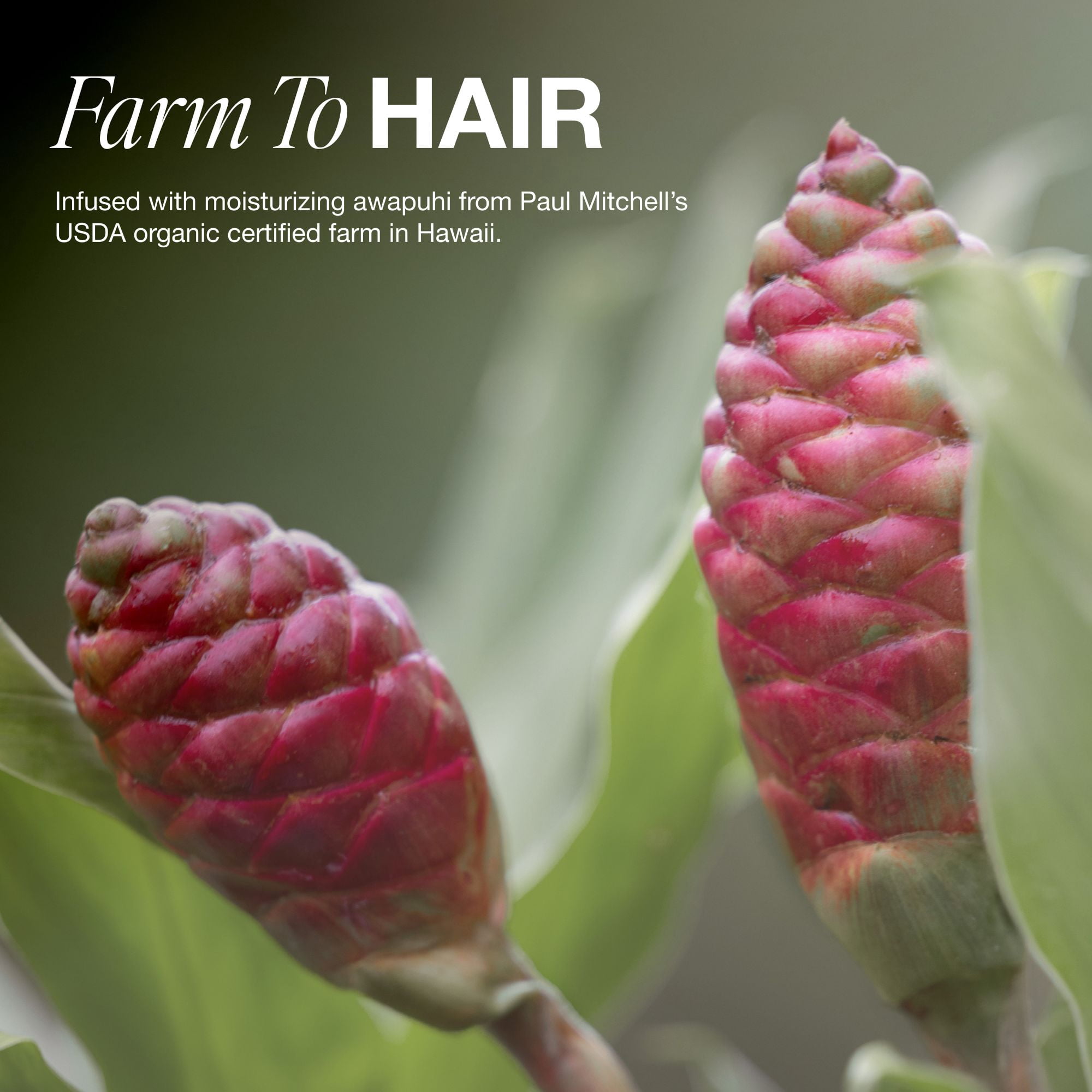 Paul Mitchell Awapuhi Shampoo, Balances Moisture + Adds Shine, For All Hair Types, Especially Fine + Static-Prone Hair, 16.9 fl oz