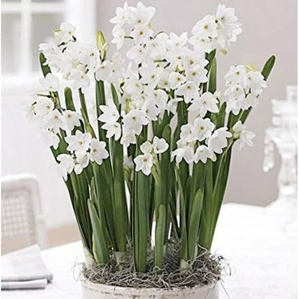 Ziva Paperwhites Narcissus 10 Bulbs