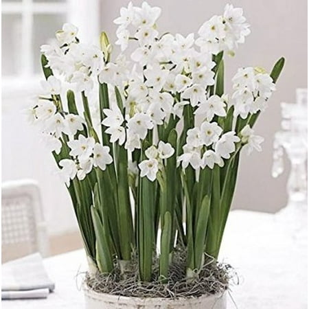 ziva paperwhites narcissus 25 bulbs walmart com paper flower bulbs