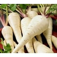 thumbnail image 4 of 210 Seeds| Early Harris Model Parsnip Seeds, - Authentic Seeds ~ GMO Free ~ Seeds~Flower seeds~Vegetable seeds~Asian Garden~Herbs B5G1 #7033, 4 of 5