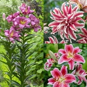 Van Zyverden Fragrant Lily Garden Set of 21 Bulbs Multicolor Partial Sun Perennial Pollinator 4 lbs
