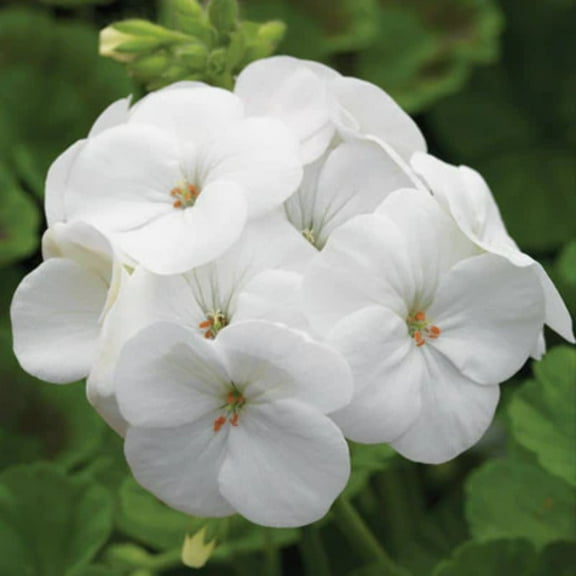 Geranium Pinto Premium White F1 Seed
