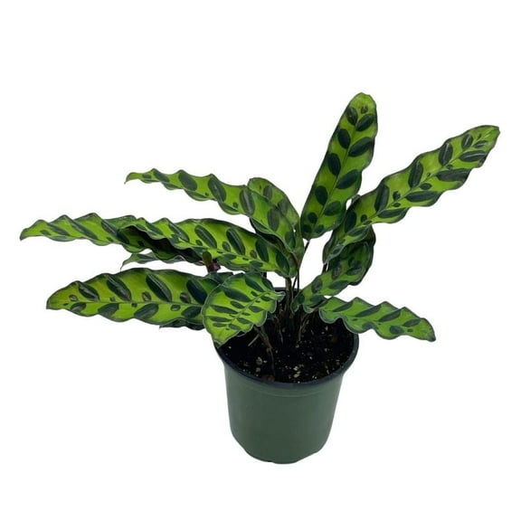BubbleBlooms Calathea Lancifolia, Prayer Plant, Rattle Snake, 4 inch Pot