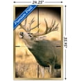 thumbnail image 3 of Big Buck Wall Poster, 22.375" x 34", Framed, 3 of 5