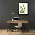thumbnail image 4 of Mary Vaux Walcott 18x24 Black Modern Framed Museum Art Print Titled - Small Yellow Ladyslipper. Cypripedium Parviflorum (1925), 4 of 5
