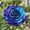 B, variant on Rainbow Rose Rhizome-Rose Roots,Low Maintenance, Easy‑Grow for Garden Beds,Borders,Plant Pots & Planters