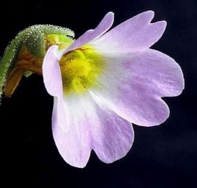 Carnivorous Butterwort Plant - Pinguicula primuliflora - 4" Pot