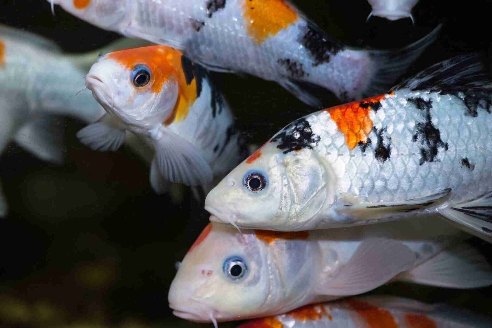 Aquatic Foods Inc. Koi 7/16" x 5/32" 28% Protein Floating Sticks for Koi, Goldfish, All Pond Fish, All Aquatic Turtles...WL 2-lbs 6oz Lg Jar