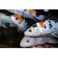 thumbnail image 4 of Aquatic Foods Inc. Koi 7/16" x 5/32" 28% Protein Floating Sticks for Koi, Goldfish, All Pond Fish, All Aquatic Turtles...WL 5oz Sm Jar, 4 of 6