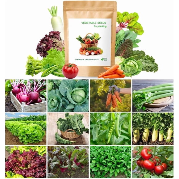 GSDWIUEW Trousse de 1000+ Graines de Légumes Plantation Canada Légume Patrimonial 12 Variétés Paquets Individuels Betteraves Chou Carottes Céleri Laitue Verte Chou Frisé Pois Radis Laitue Rouge Bette à Carde Épinard Tomate