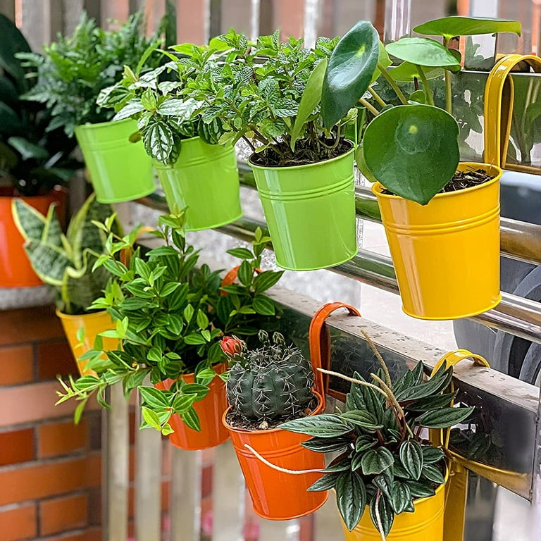 buy silver leaf philodendron roch ny Philodendron 
