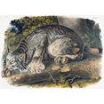 thumbnail image 2 of Audubon, John James 24x18 Black Modern Framed Museum Art Print Titled - Canada Lynx, 2 of 4