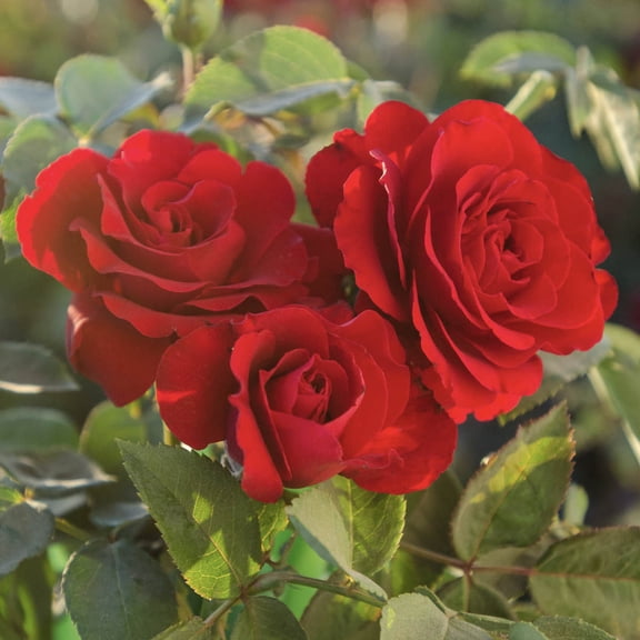 Oh My Floribunda Rose Bush Potted Deciduous Flowering Shrub, in a 3 Gal. Pot