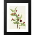 thumbnail image 2 of Mary Vaux Walcott 11x14 Black Modern Framed Museum Art Print Titled - Bearberry Honeysuckle. (Lonicera Involucrata) (1925), 2 of 5