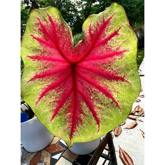 'Scarlet Pimpernel' Caladium | Vibrant Shades of Red and Green (2 Bulbs)
