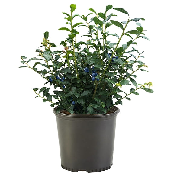 Expert Gardener Blueberry O'Neal Live Shrub (2.25 Gallon)