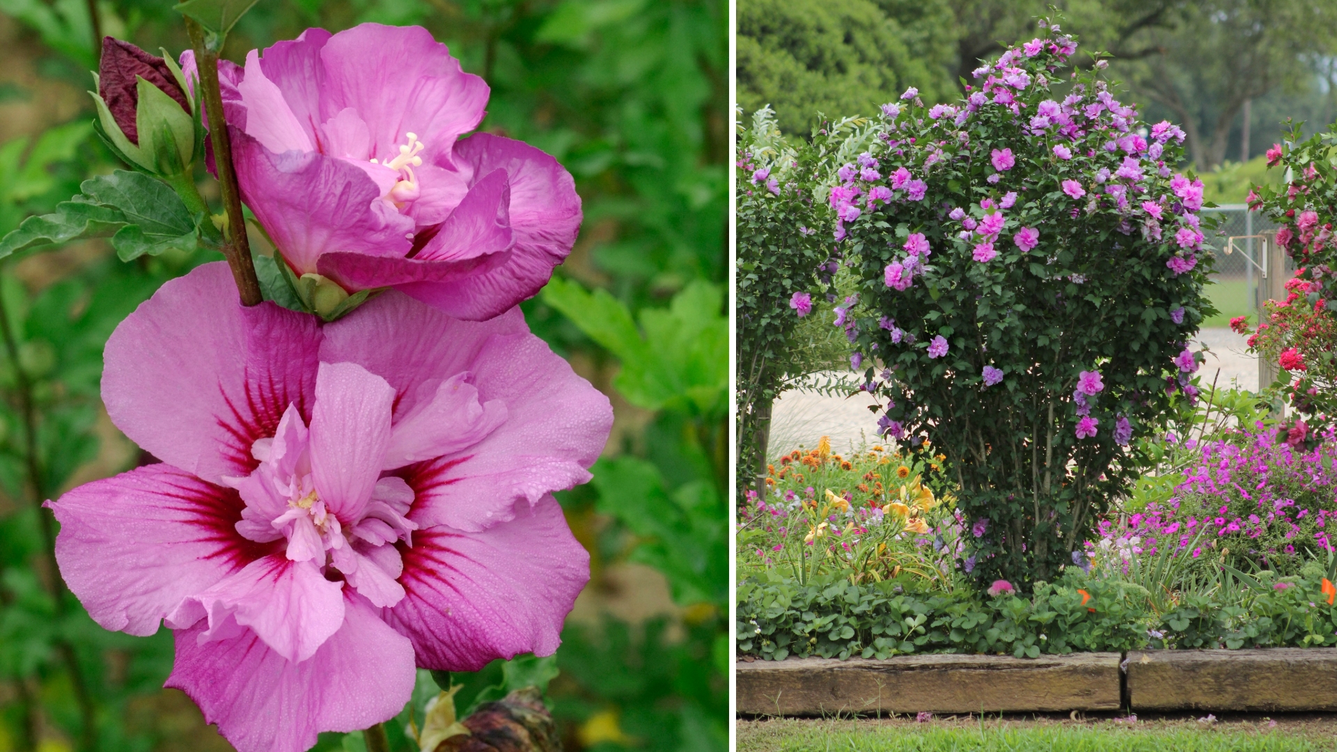 1 gal. Hibiscus Tahiti Shrub with Pink and Purple Flowers
