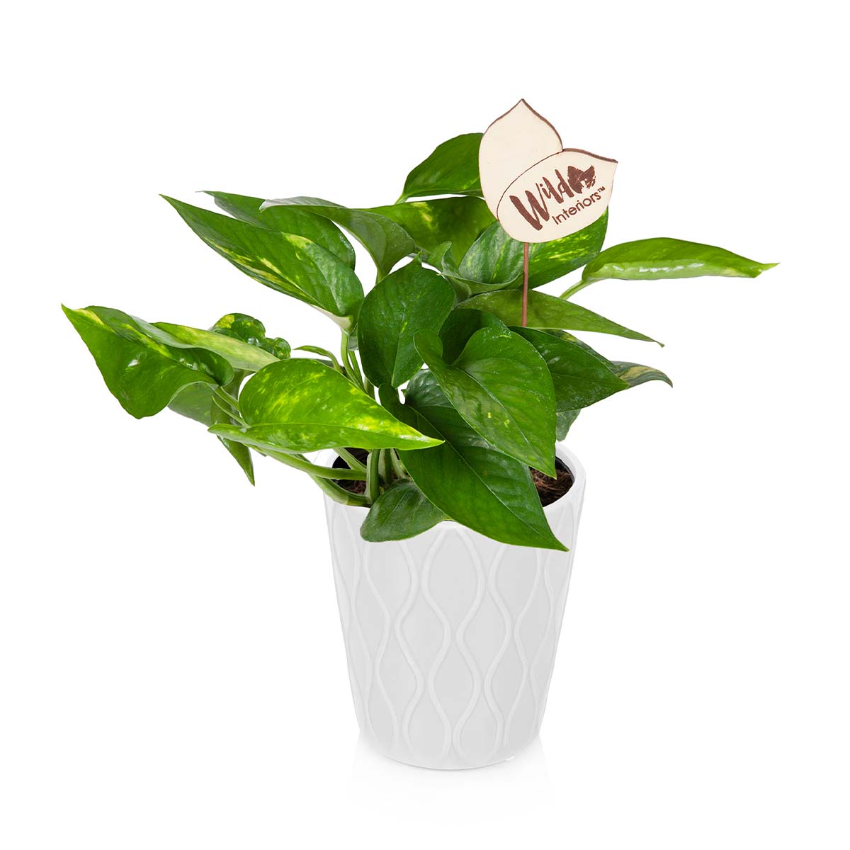 Wild Interiors Golden Pothos, Live Plant, in 5" White Ceramic Pot