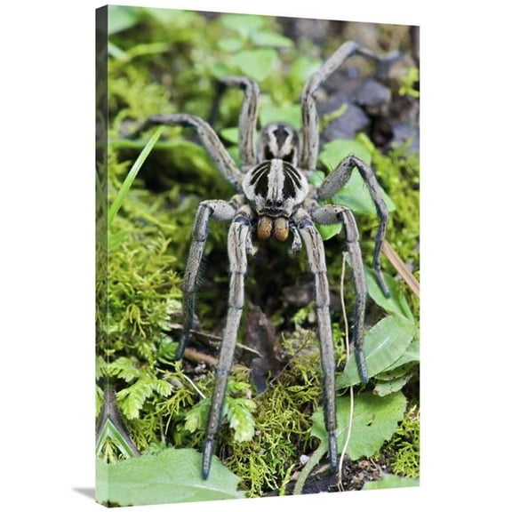 24 x 36 in. Wolf Spider Male, Mindo, Western Slope of Andes, Ecuador Art Print - James Christensen