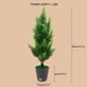 thumbnail image 3 of Luces LED de ramitas - Luz nocturna blanca cálida alimentada por USB • 30 LED • IP44 impermeable • Decoración artificial para plantas de 45-50cm, 3 of 6