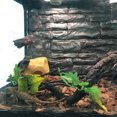 thumbnail image 2 of unbranded Reptile Climbing Vine De Plástico Flexible Multicolor Para Hábitat De Y Reptiles, 2 of 8