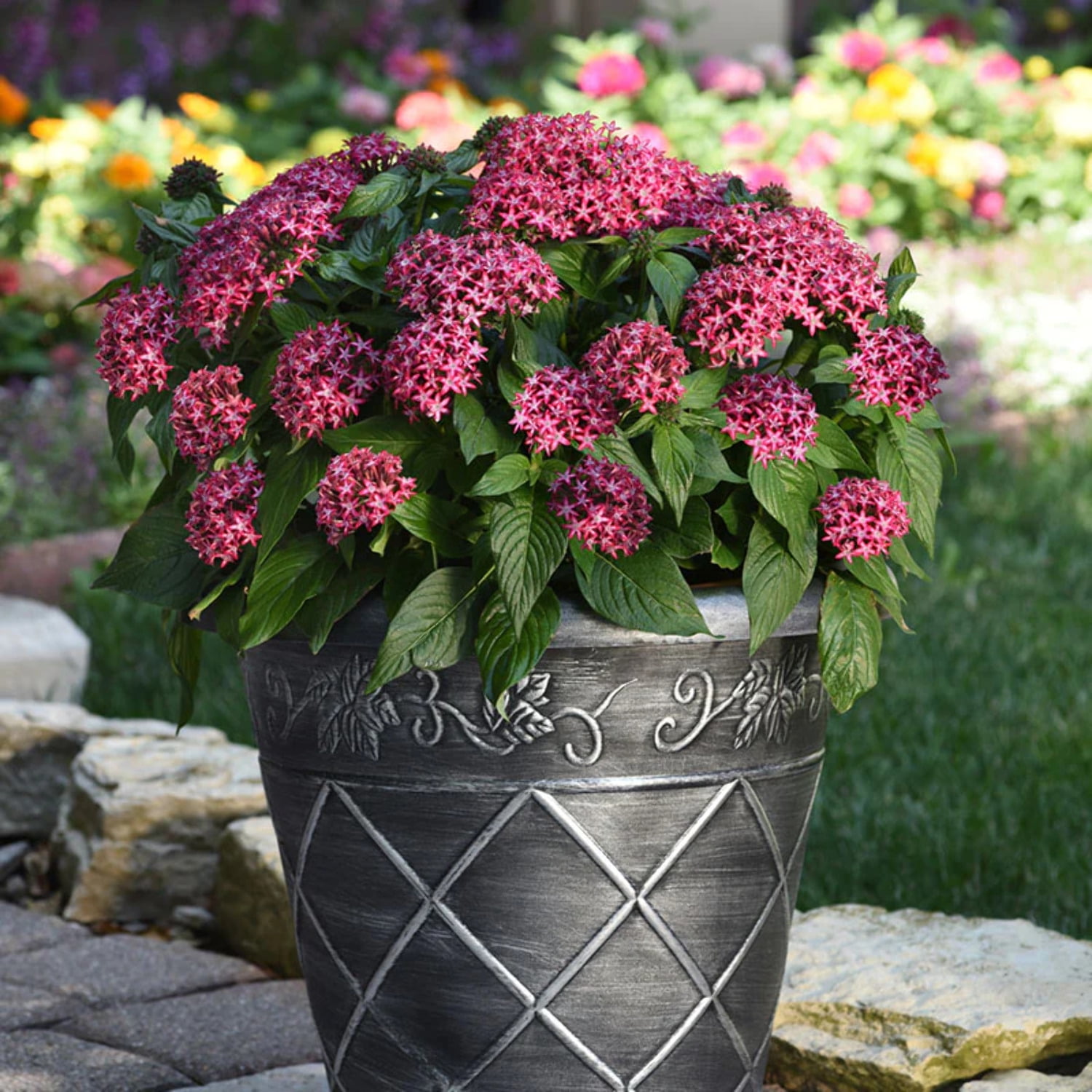 Pentas Glitterati Red Star F1 Seed