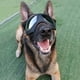 thumbnail image 2 of Gafas protectoras para perros con correas ajustables, fáciles de poner y anti-UV para perros medianos y grandes., 2 of 5