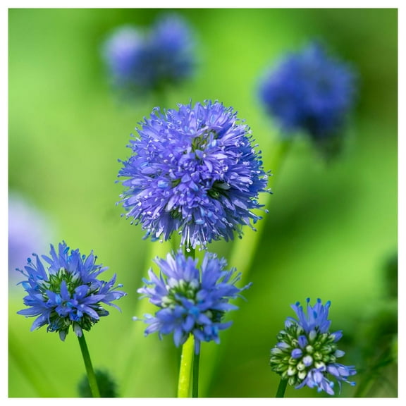 Everwilde Farms - 1 oz Globe Gilia Native Wildflower Seeds - Gold Vault Bulk Seed Packet