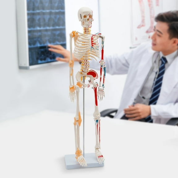 Miumaeov Skeleton Model Medical Anatomical Skeleton Human Skeleton Model Scientific Model for Anatomy 19.69*9.45*6.5in
