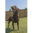 thumbnail image 3 of Woodland Camo Deluxe Dog Collar - Made in The U.S.A., 3 of 7