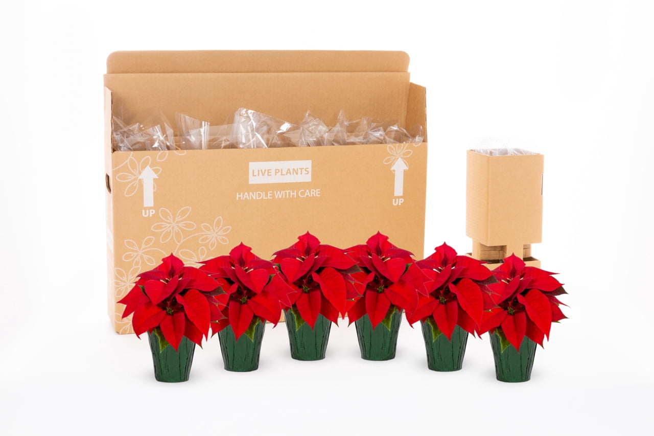 Holiday Time Pint Red Poinsettia Live Houseplant Green Foil Cover Indirect Sunlight 6 Pack