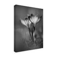 thumbnail image 2 of Trademark Fine Art 'Crocus Bw' Canvas Art by István Nagy, 2 of 3