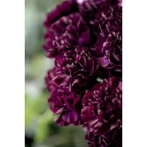 Seedville 50 King of Blacks Carnation Plant Seeds