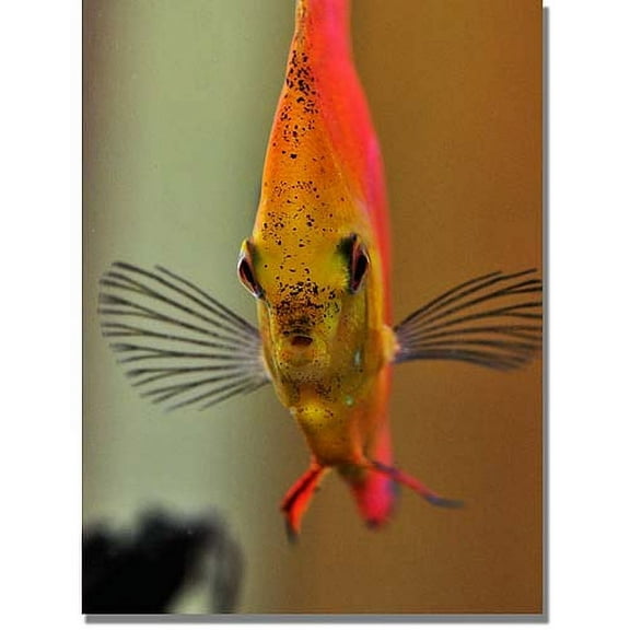 Trademark Art "Talking with a Fish" Canvas Art by Kurt Shaffer