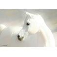 thumbnail image 2 of Brooks, Kari 24x17 Gold Ornate Wood Framed with Double Matting Museum Art Print Titled - White Arab II, 2 of 4