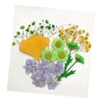 thumbnail image 2 of Flores secas naturales 13X Macarena Hojas para álbumes de recortes Arte Artesanía Resina Fabricación DIY, 2 of 8