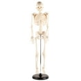 thumbnail image 1 of Lishi Anatomical Teaching Tool: 85cm Human Skeleton Model, 1 of 18