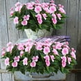thumbnail image 5 of Topboutique Artificial Impatiens Flowers Silk Impatiens Bouquet Lifelike Flower Bouquet Fake Flower Greenery for Wedding Home Party Decoration Event Gift (4 Pcs-7 Branches,Pink), 5 of 6