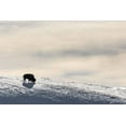 thumbnail image 2 of The Yellowstone Collection 18x13 White Modern Wood Framed Museum Art Print Titled - Lone Bison in Hayden Valley, Yellowstone National Park, 2 of 4