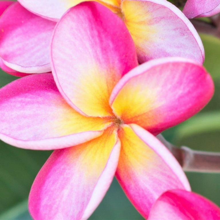 Exotic Rainbow Plumeria Potted Plant - Rare Outdoor Summer