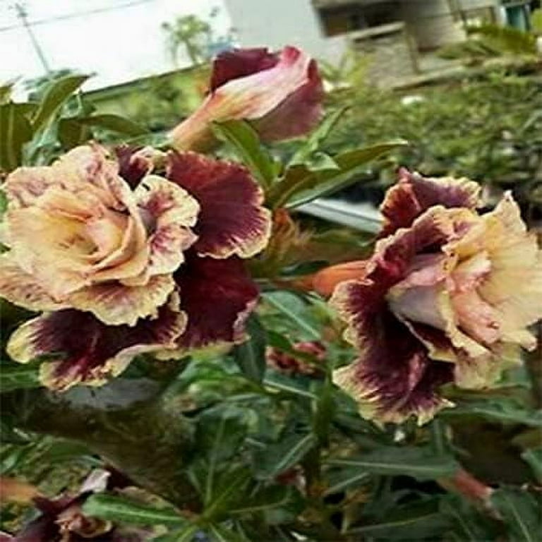 Rare White Purple Desert Rose Flower Seeds for Sale - Adenium Obesum Seeds  – exoticflowerplant