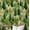 Light Green (Plain Vinyl), variant on S4sassy Removable Nature-inspired Waterproof Wall Wrap, Finish Wallcover, Watercolor Woodland Trees Print Contact Paper for Walls, Dresser, Self Adhesive Vinyl Wallpaper Roll- Green(25"x120")
