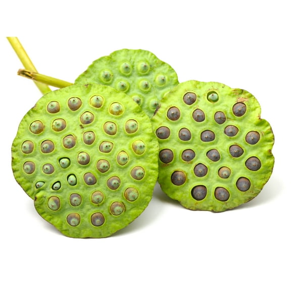 Sacred Lotus Flower Seeds for Planting (15 Seeds) - Popular Aquatic Plant