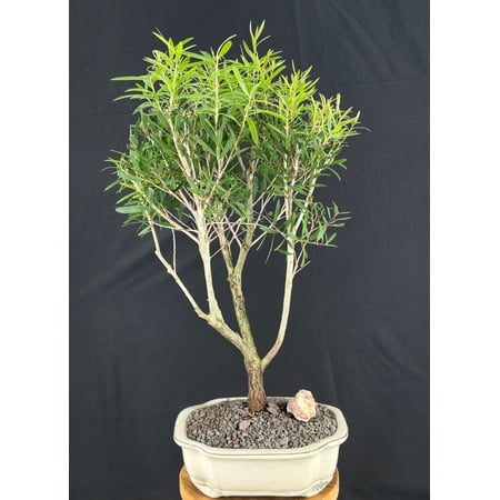 Little John Bottlebrush Bonsai Tree