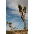 thumbnail image 2 of Erin Berzel 23x32 White Modern Wood Framed Wall Art Titled - Joshua Tree I, 2 of 5