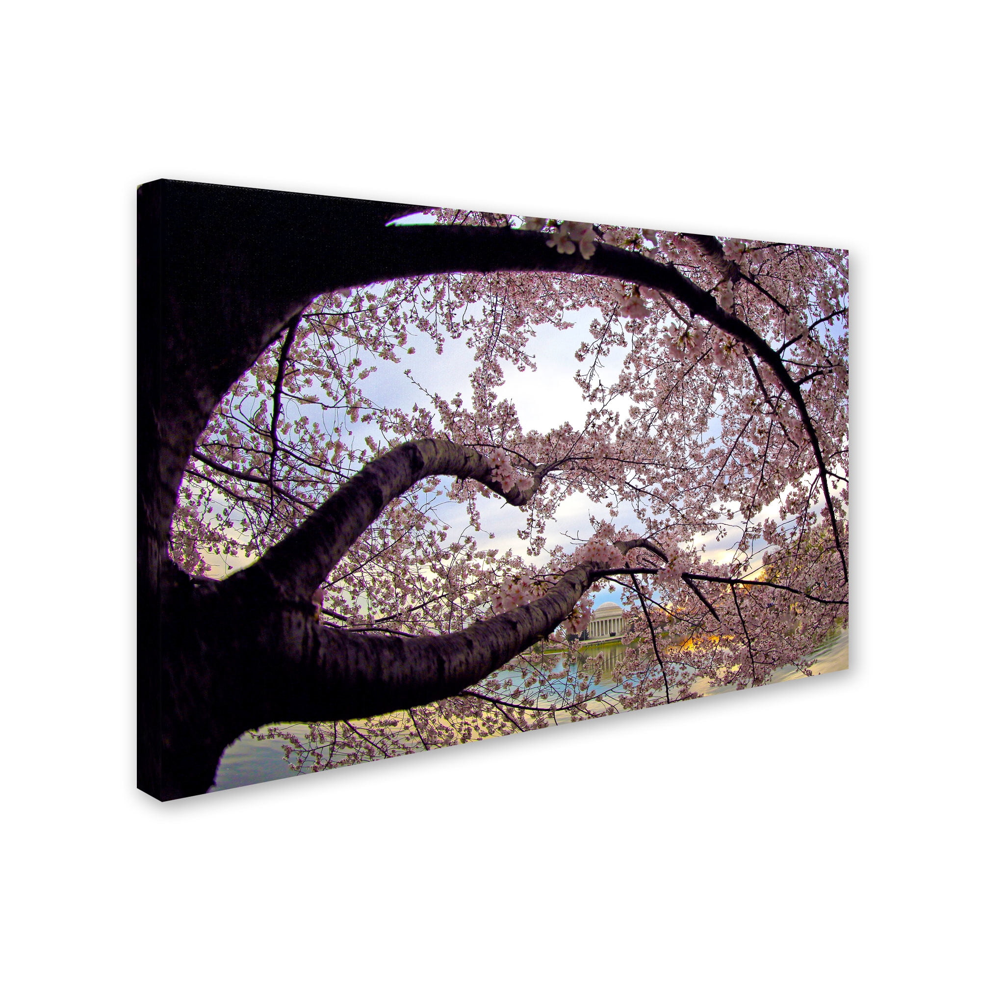 Trademark Fine Art "Cherry Blossoms 2014-1" Canvas Art by CATeyes