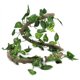 thumbnail image 3 of Decoración del hábitat de reptiles, rama trepadora de reptiles, ratán Flexible y realista para reptiles, vid de reptiles, características líderes de clase, 3 of 9