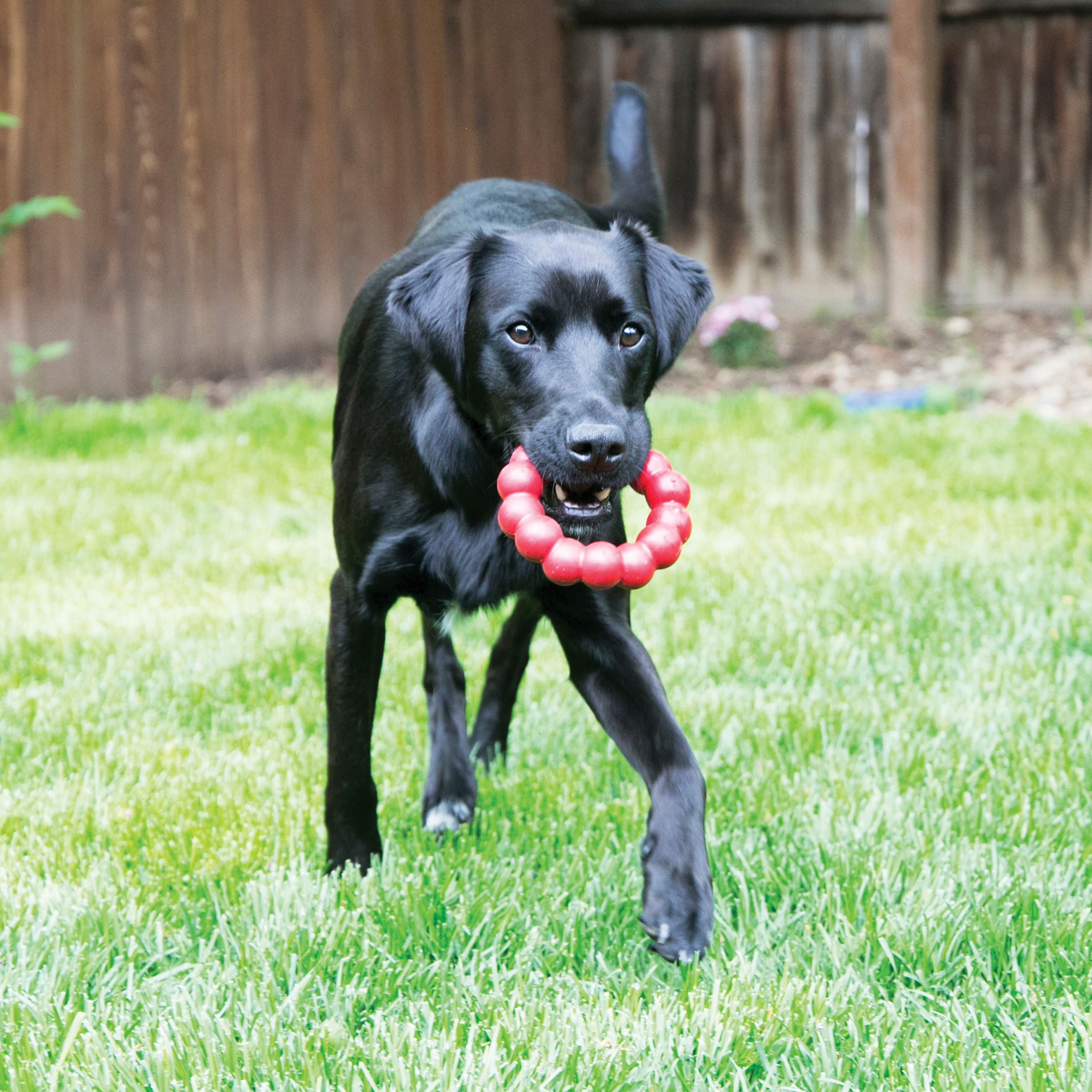KONG® Ring Durable Dog Toy, Extra Large, for Dogs Between 60-95 lbs