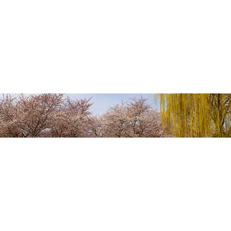 Cherry Blossom trees and Willow tree in a park Washington DC USA Poster