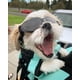 thumbnail image 5 of Gafas para perros de raza pequeña, lentes UV, gafas de sol para perros pequeños, protección de ojos, antivaho para exteriores, a prueba de nieve, negro brillante, 5 of 5